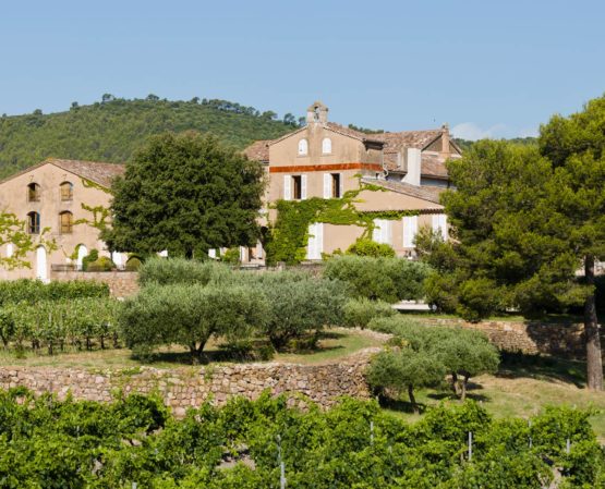 green rows of grape growing with big trees and vineyard house on a mountain of barbeyrolles vineyard in France