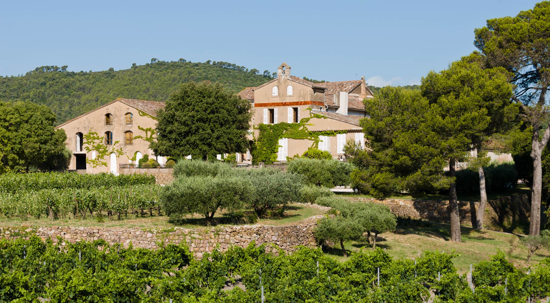 green rows of grape growing with big trees and vineyard house on a mountain of barbeyrolles vineyard in France