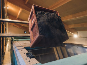 bunch of blue grape dropping from a big red container as part of wine making process of barbeyrolles in France.