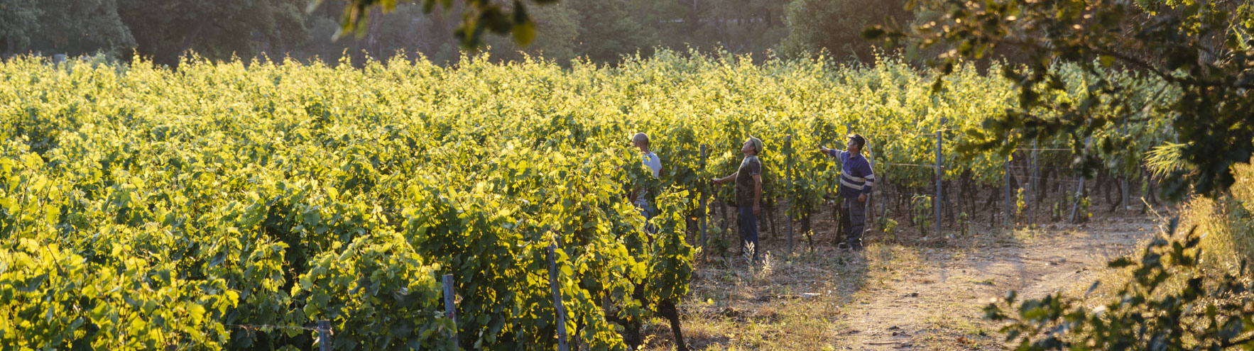 grape picking in green rows of grape growing in barbeyrolles vineyard in Gassin, Frence